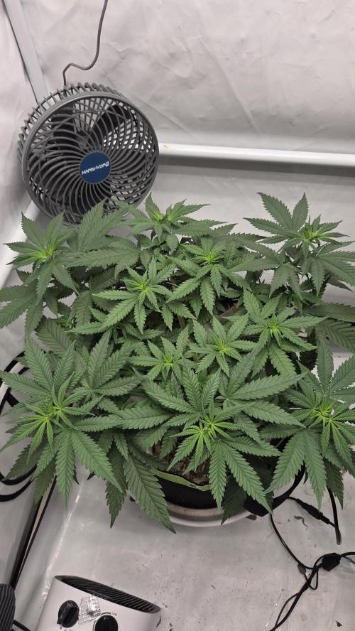 Kannabia Sunset Sherbet Go Fast. Week 6 - Tag 45
Blütetag 9