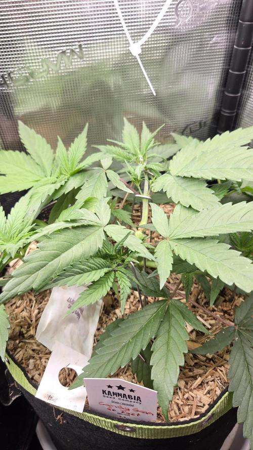 Kannabia Candy Cream Go Fast. Week 4 - Tag 35
