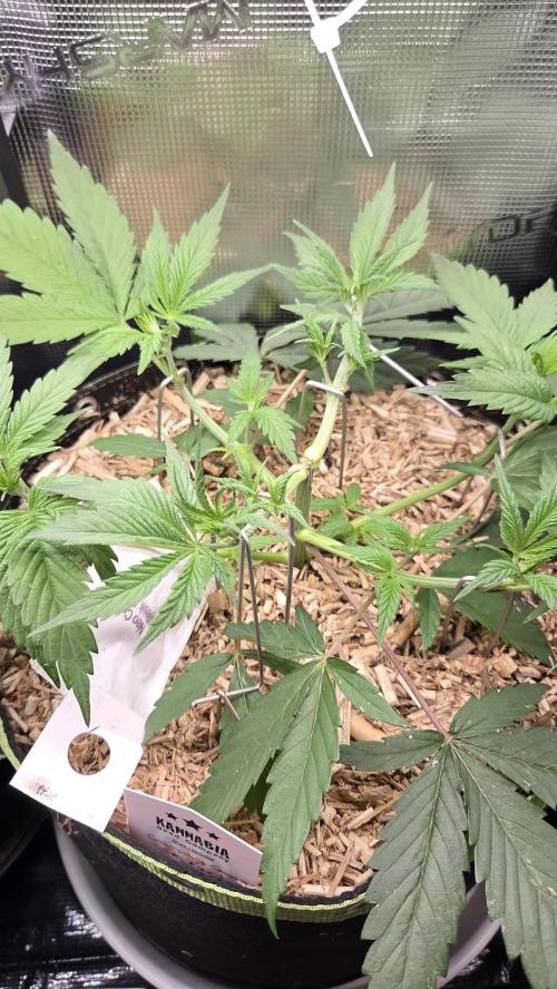 Kannabia Candy Cream Go Fast. Week 4 - Tag 35