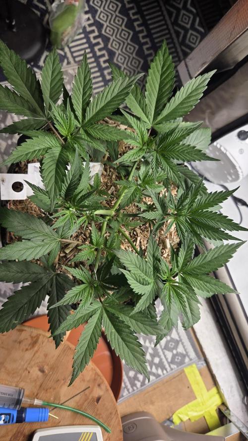 Kannabia Candy Cream Go Fast. Week 5 - Tag 36