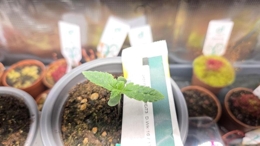 Kannabias Karibbean Mango. Week 1 - Tag 11
