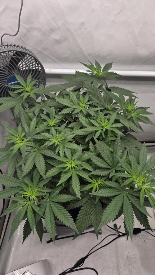 Kannabia Sunset Sherbet Go Fast. Week 6 - Tag 46
Blütetag 10