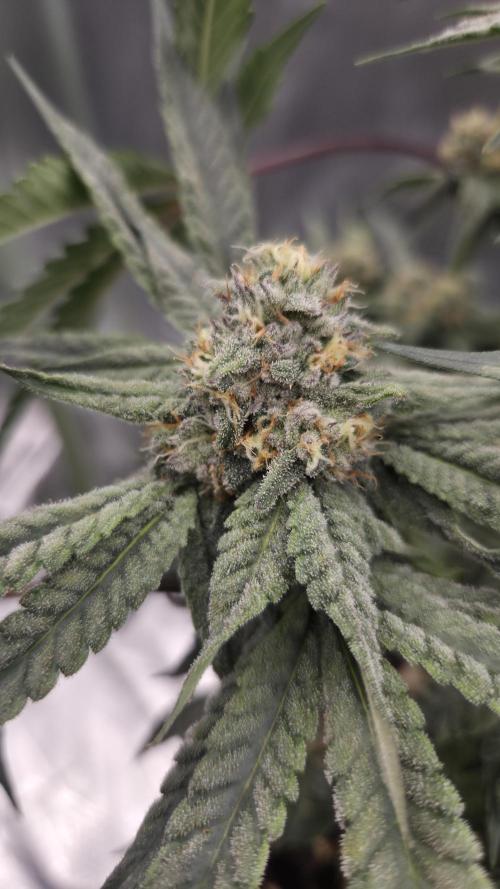 Cherry Bacio. Week 11