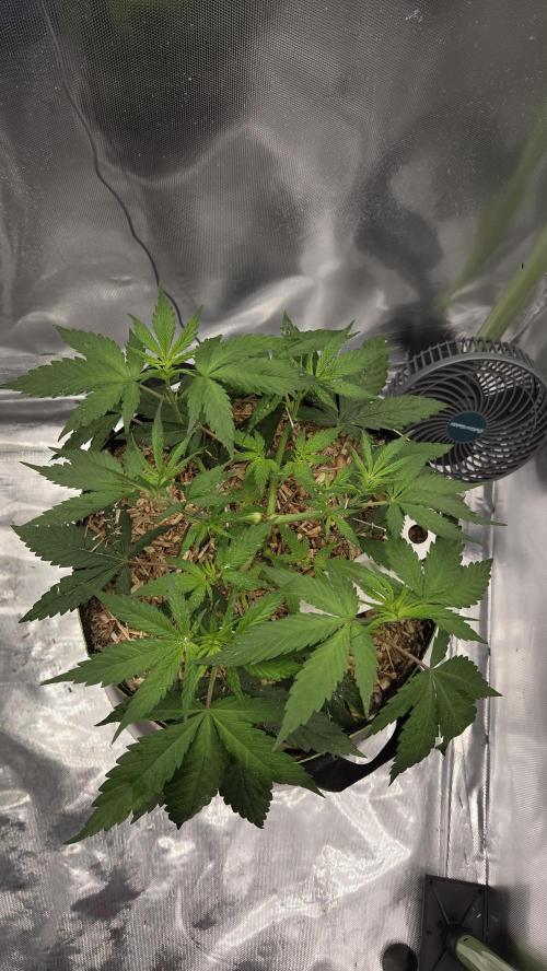 Kannabia Candy Cream Go Fast. Week 5 - Tag 37
Blütetag 1