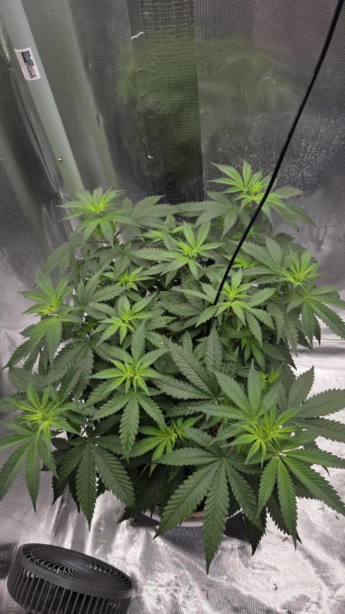 Kannabia Sunset Sherbet Go Fast. Week 6 - Tag 47
Blütetag 11