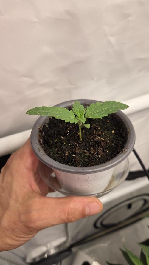 Kannabias Cherry Dream. Week 1 - Tag 12
