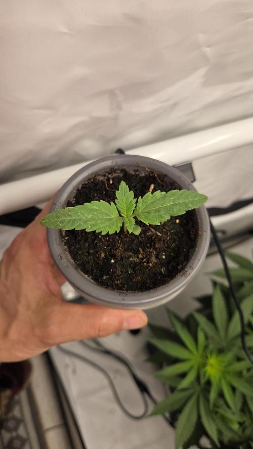 Kannabias Cherry Dream. Week 1 - Tag 12