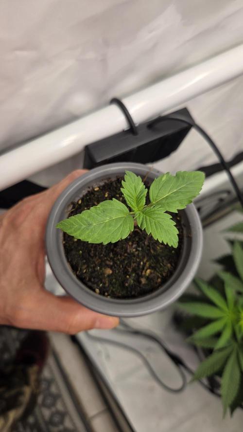 Kannabias Cherry Dream. Week 1 - Tag 12