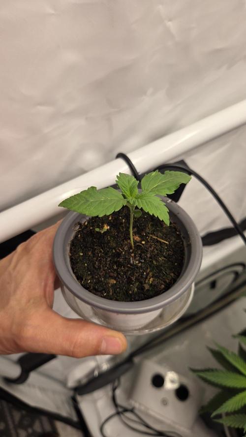 Kannabias Cherry Dream. Week 1 - Tag 12