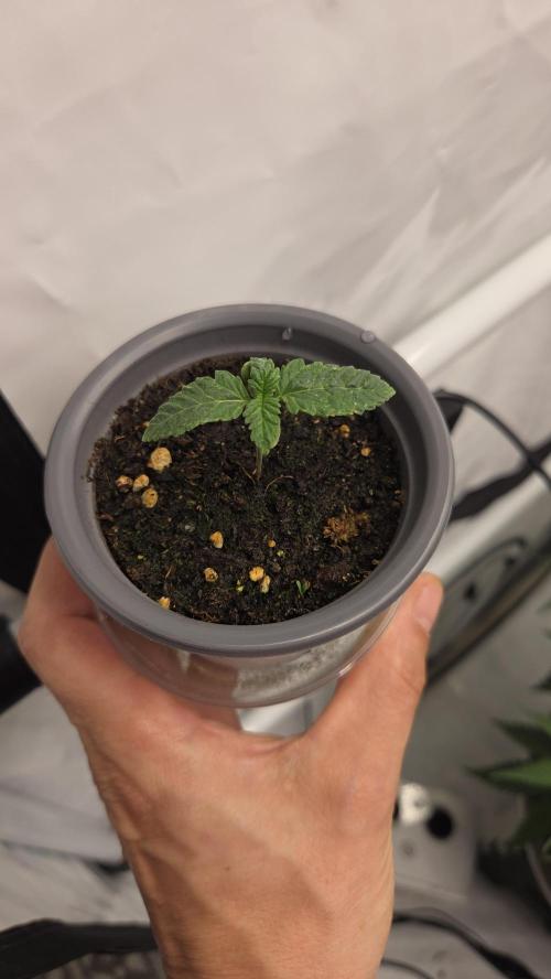 Kannabias Karibbean Mango. Week 1 - Tag 12