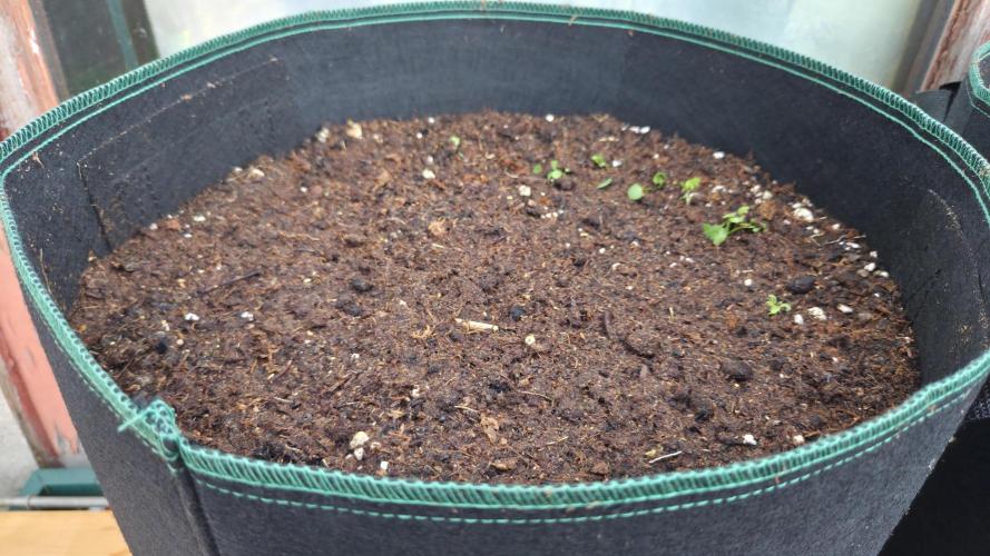 Kannabias Karibbean Mango. Week 1 - Der erste Klee