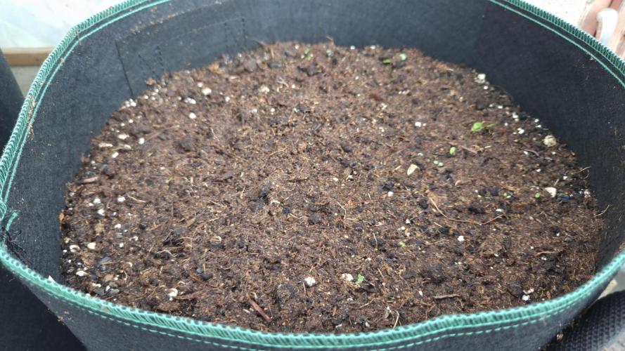 Kannabias Cherry Dream. Week 1