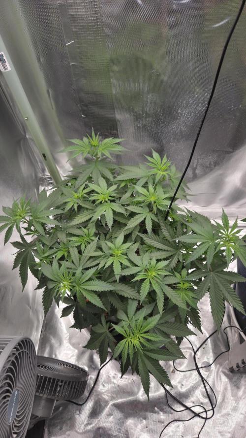Kannabia Sunset Sherbet Go Fast. Week 6 - Tag 48
Blütetag 12
