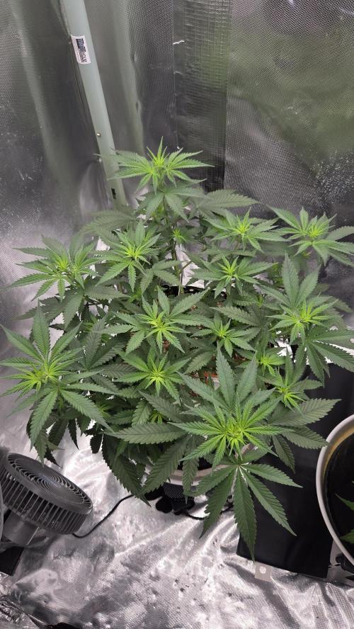 Kannabia Sunset Sherbet Go Fast. Week 6 - Tag 49
Blütetag 13