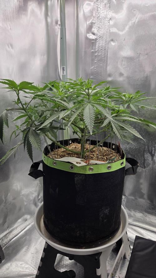 Kannabia Sunset Sherbet Go Fast. Week 6 - Tag 49
Blütetag 13