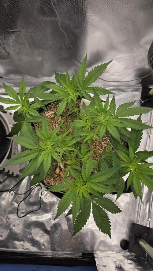 Kannabia Candy Cream Go Fast. Week 5 - Tag 39
Blütetag 3