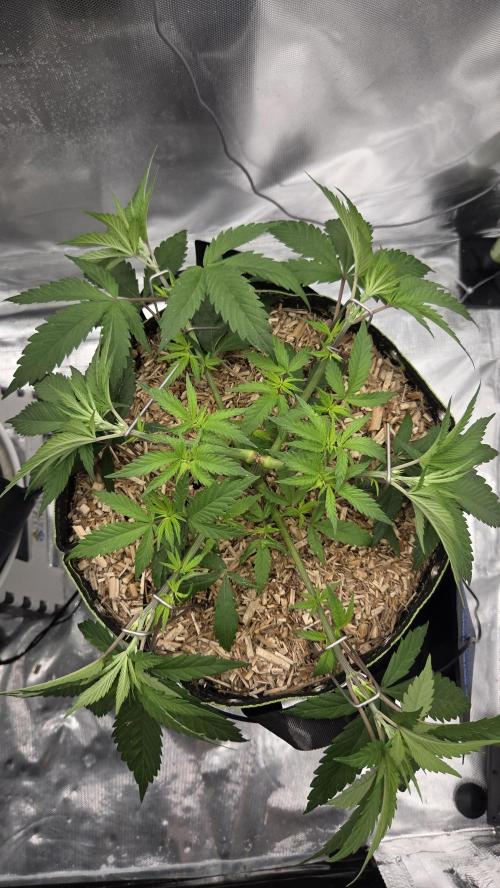 Kannabia Candy Cream Go Fast. Week 5 - Tag 39
Blütetag 3