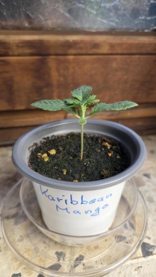 Kannabias Karibbean Mango. Week 1 - Tag 13