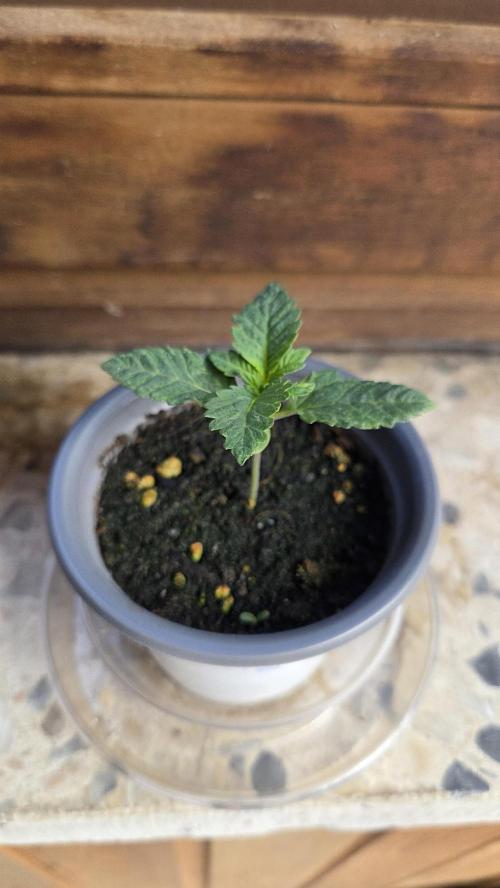 Kannabias Karibbean Mango. Week 1 - Tag 13