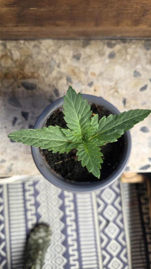 Kannabias Cherry Dream. Week 1 - Tag 13