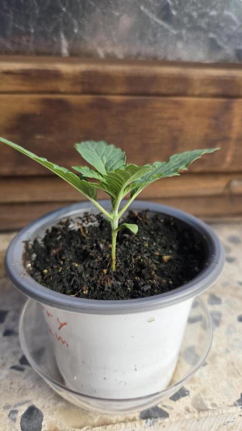 Kannabias Cherry Dream. Week 1 - Tag 13