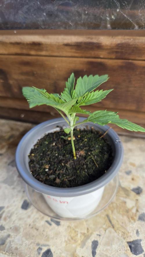 Kannabias Cherry Dream. Week 1 - Tag 13