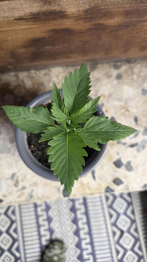 Kannabias Cherry Dream. Week 1 - Tag 13