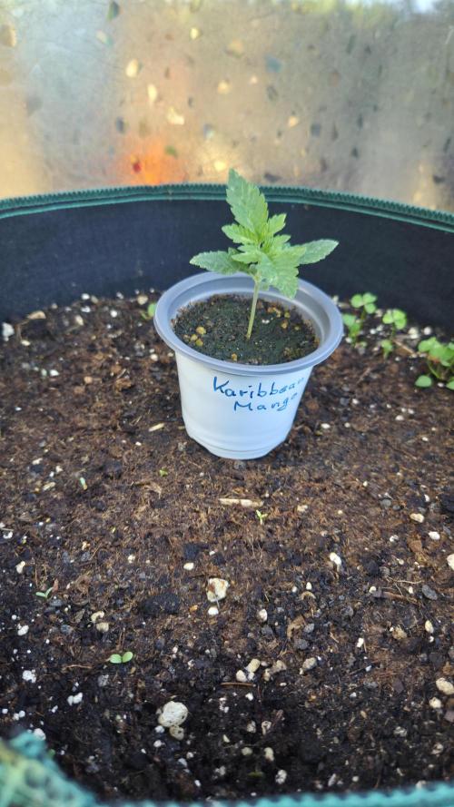 Kannabias Karibbean Mango. Week 1 - Tag 14