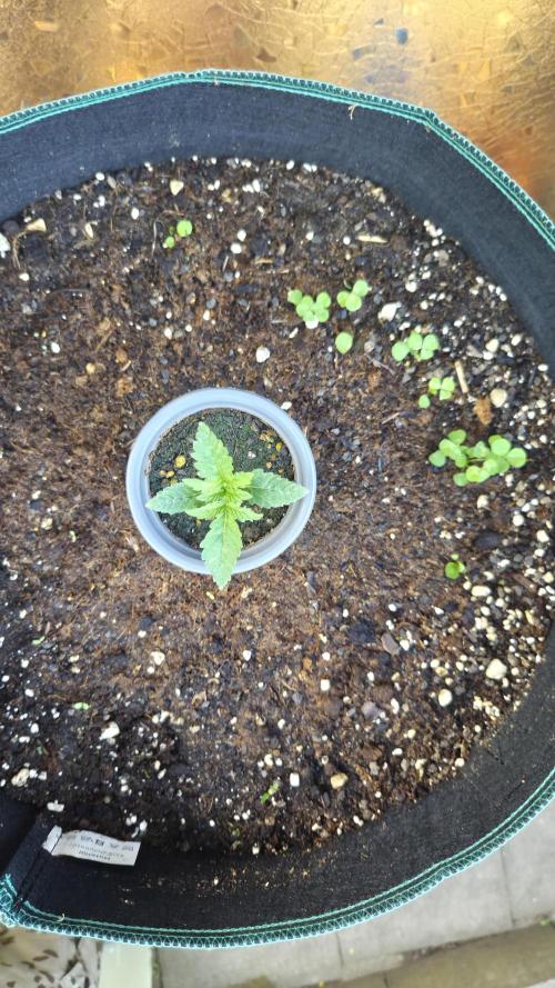 Kannabias Karibbean Mango. Week 1 - Tag 14