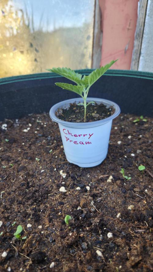 Kannabias Cherry Dream. Week 1 - Tag 14
