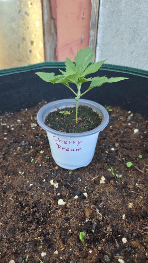 Kannabias Cherry Dream. Week 1 - Tag 14
