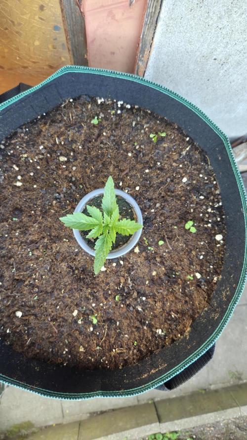 Kannabias Cherry Dream. Week 1 - Tag 14