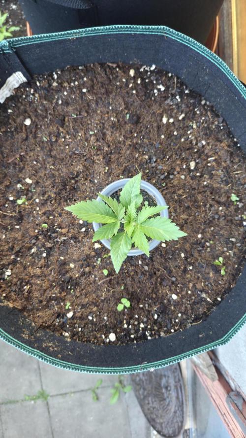 Kannabias Cherry Dream. Week 1 - Tag 14
Sie wirds werden.