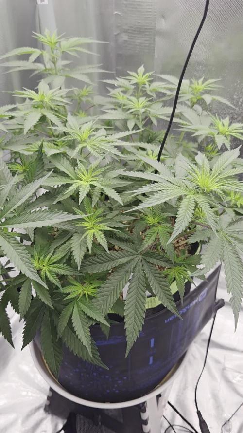 Kannabia Sunset Sherbet Go Fast