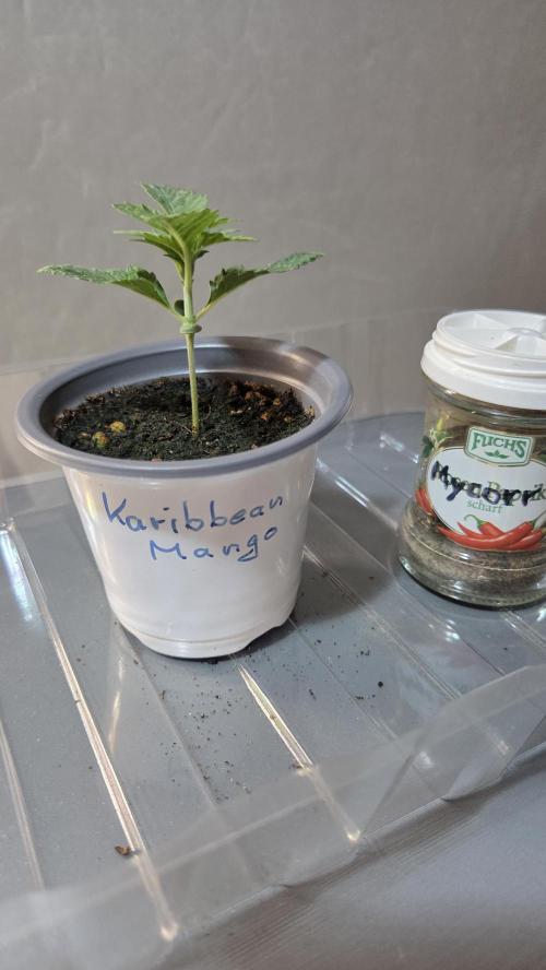 Kannabias Karibbean Mango. Week 1 - Tag 14