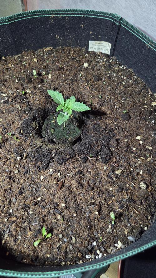 Kannabias Karibbean Mango. Week 1 - Tag 14