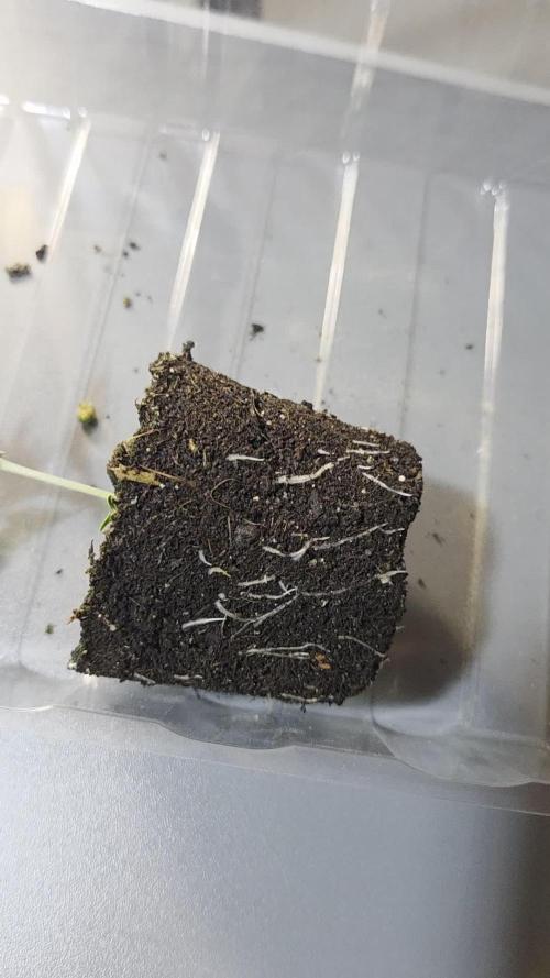Kannabias Karibbean Mango
