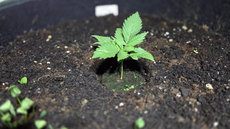 Kannabias Cherry Dream. Week 1 - Tag 14