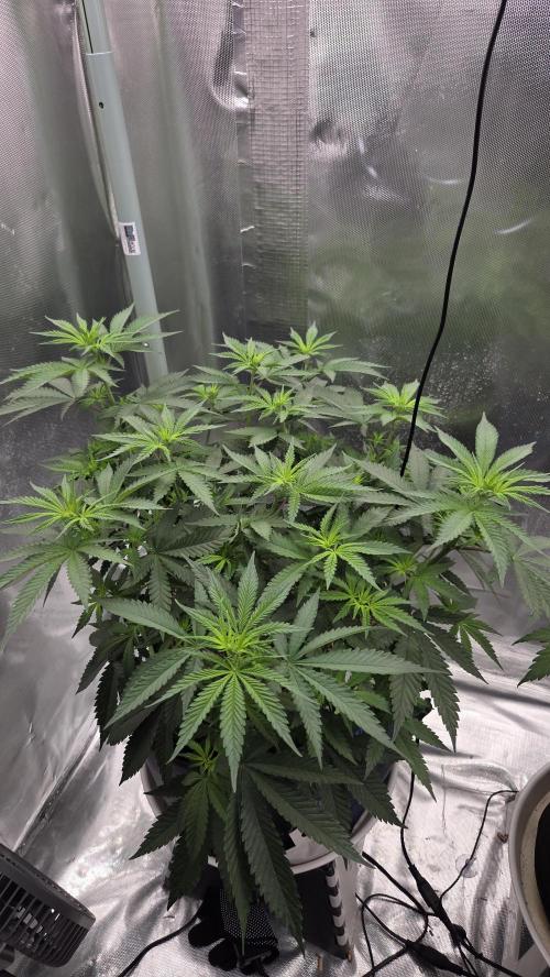 Kannabia Sunset Sherbet Go Fast. Week 7 - Tag 51
Blütetag 15