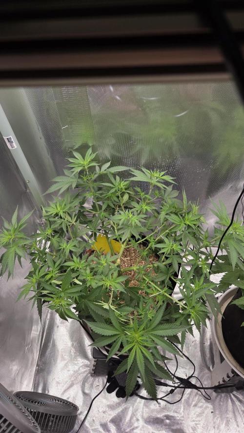 Kannabia Sunset Sherbet Go Fast. Week 7 - Tag 51
Blütetag 15