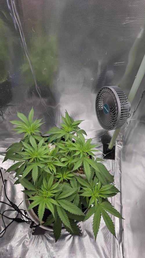 Kannabia Candy Cream Go Fast. Week 5 - Tag 41
Blütetag 5