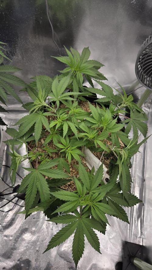 Kannabia Candy Cream Go Fast. Week 5 - Tag 41
Blütetag 5