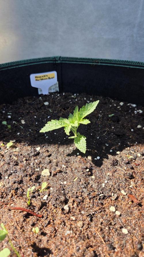 Kannabias Karibbean Mango. Week 2 - Tag 15