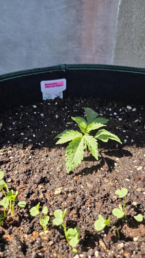 Kannabias Cherry Dream. Week 2 - Tag 15