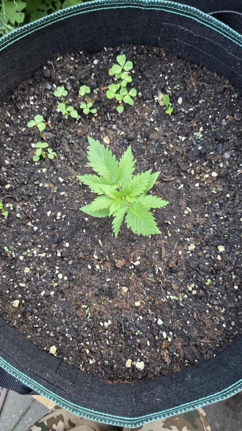 Kannabias Cherry Dream. Week 2 - Tag 16
