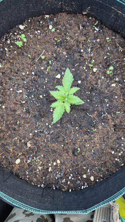 Kannabias Karibbean Mango. Week 2 - Tag 16