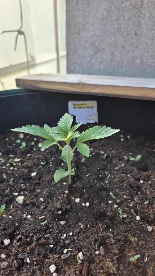 Kannabias Karibbean Mango. Week 2 - Tag 17