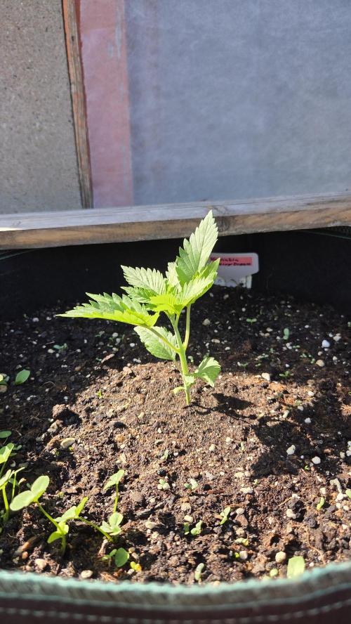 Kannabias Cherry Dream. Week 2 - Tag 17