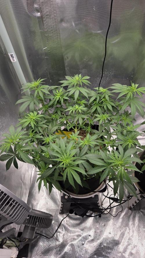 Kannabia Sunset Sherbet Go Fast. Week 7 - Tag 52
Blütetag 16