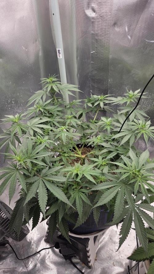 Kannabia Sunset Sherbet Go Fast. Week 7 - Tag 53
Blütetag 17